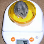 コー太は体重減少です