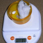 アイは体重がさらに減りました