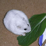 小松菜を食べるましろ