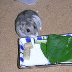 帰りたそうなコーキ