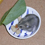 乾燥パパイヤを食べるコー太