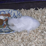 乾燥パパイヤを食べるアイ