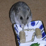 煮干を食べるコーキ