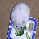 ブロッコリーを食べるましろ