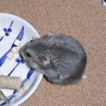 ひとくちチーズを食べるコー太