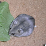 小松菜を食べるコーキ