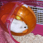 回し車を回すましろ