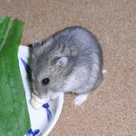 ちびっこクロワッサンを食べるコー太