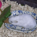 かじりんぼーに食いつくアイ