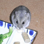 チーズを食べるコーキ