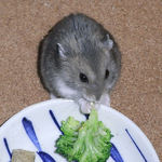 ブロッコリーを食べるコー太