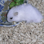 チーズを食べるアイ