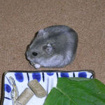 煮干を食べるコーキ