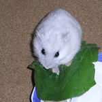 小松菜を食べるましろ