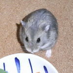 乾燥パパイヤを食べるコー太