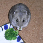 ブロッコリーを食べるコーキ