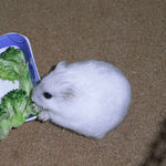 ブロッコリーを食べるましろ