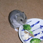 ブロッコリーに食いつくコー太