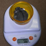 コーキは体重が増えました