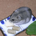 りんごを食べるコーキ