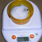 ましろは体重増加