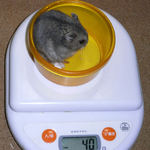 コー太は体重変わらず