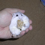 腹出し食い中のましろ