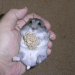 粟の穂で腹出し食い中のコーキ