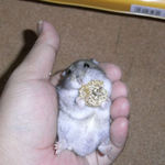 腹出し食い中のコー太