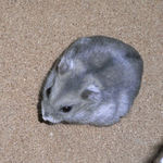 どうにも落ち着かないコーキ