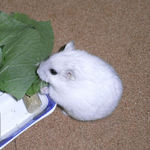 青梗菜を食べるましろ