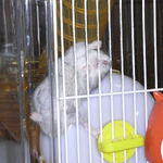 ケージカジカジ中のコー太