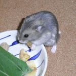 バナナチップを食べるコー太