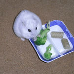 ブロッコリーを食べるましろ