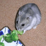 ブロッコリーに食いつくコーキ