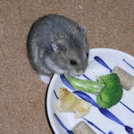 ブロッコリーを食べるコー太