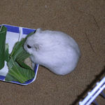 青梗菜を食べるましろ