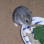 乾燥パパイヤを食べるコー太