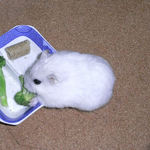 ブロッコリーを食べるましろ