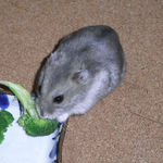 ブロッコリーを食べる