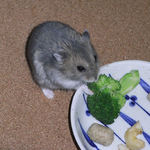 ブロッコリーを食べるコー太