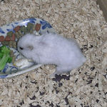 ブロッコリーを食べるアイ