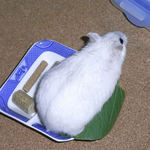 エサ皿を通過するましろ