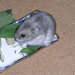 煮干を食べるコーキ