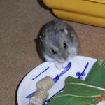 エサ皿を確認中