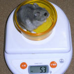 コーキは体重減少