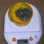 コー太は体重変わらず