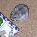 煮干を食べるコーキ