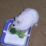 ブロッコリーを食べるましろ