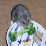ブロッコリーを食べるコー太